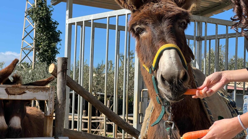 Picture 5 for Activity Partinico: Farm's Animals and Aromatic Garden Experience
