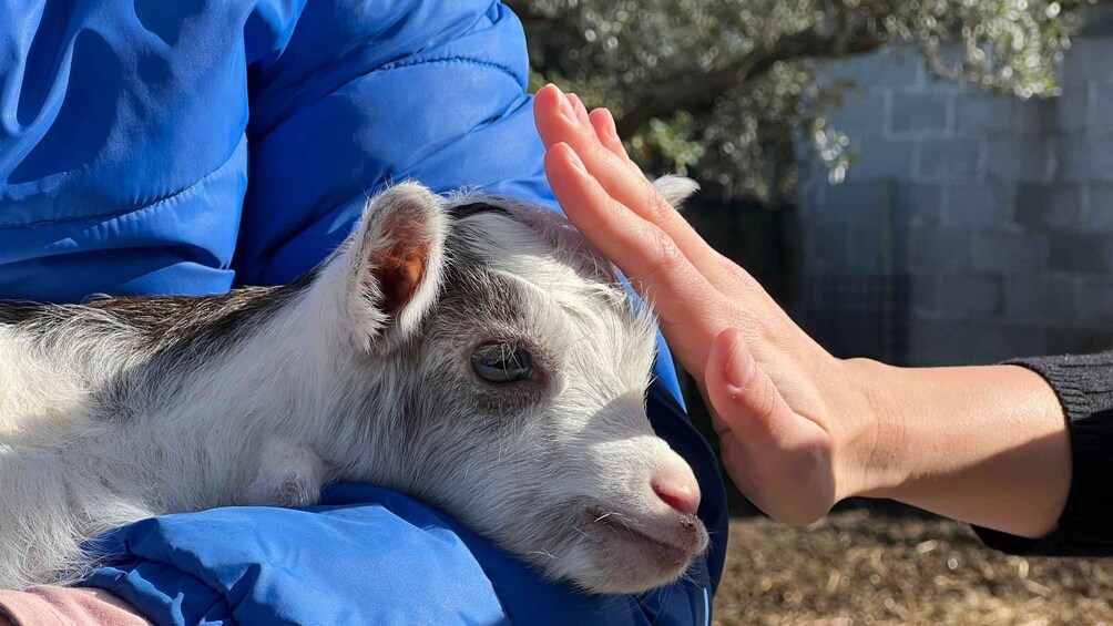 Picture 7 for Activity Partinico: Farm's Animals and Aromatic Garden Experience