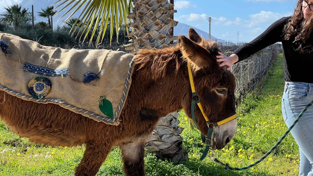 Picture 9 for Activity Partinico: Farm's Animals and Aromatic Garden Experience