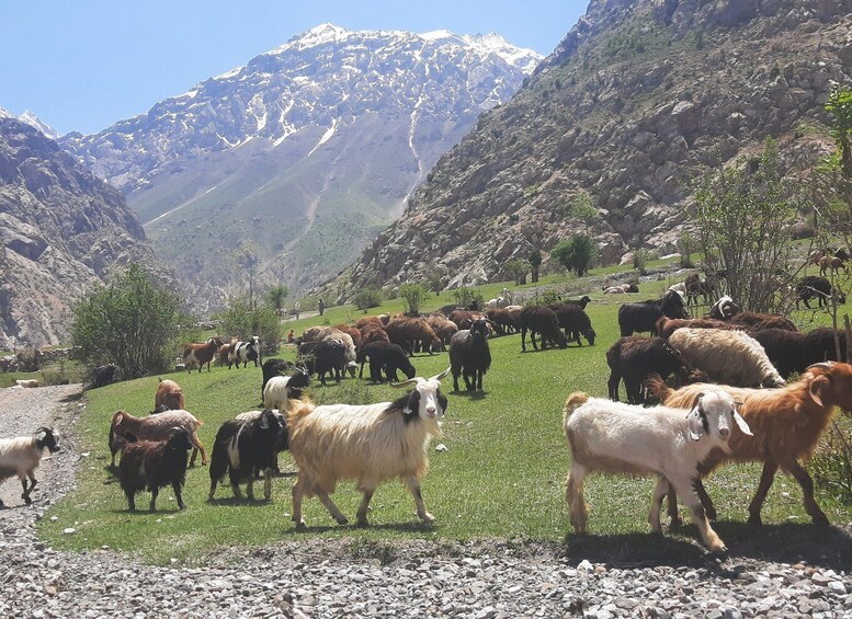 Picture 7 for Activity Tajikistan 2 day tour from Samarkand and back