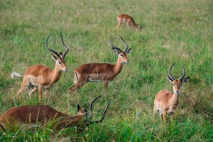 3 Days Masai mara From Kenya