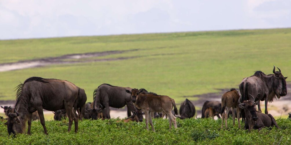 Picture 2 for Activity 3 Days Masai mara From Kenya