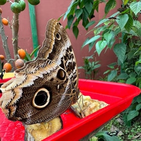 From Quito to Mindo: Cloud forest and waterfalls in 1 day.