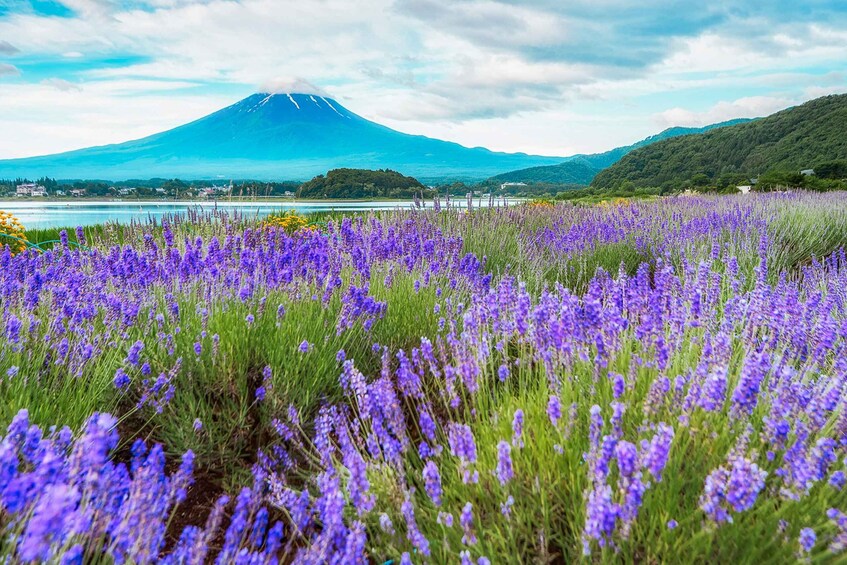 Picture 1 for Activity From Tokyo: Mt. Fuji Full-Day Sightseeing Trip