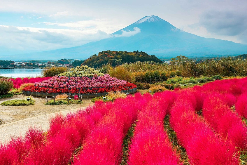 Picture 12 for Activity From Tokyo: Mount Fuji Full-Day Sightseeing Trip