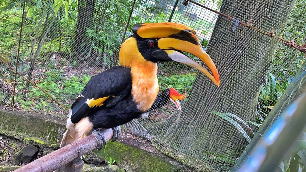 Picture 8 for Activity Kuala Lumpur: Bird Park Day Ticket & 1-Way Transfer