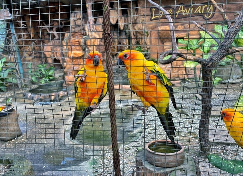 Picture 6 for Activity Kuala Lumpur: Bird Park Day Ticket & 1-Way Transfer