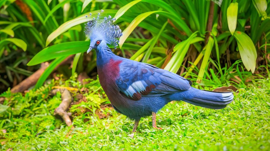 Kuala Lumpur: Bird Park Day Ticket & 1-Way Transfer