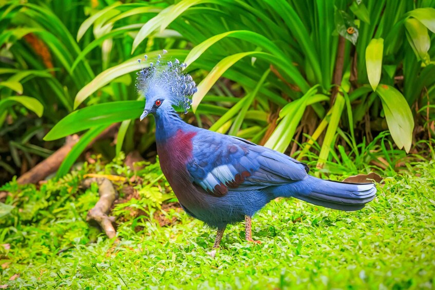 Kuala Lumpur: Bird Park Day Ticket & 1-Way Transfer