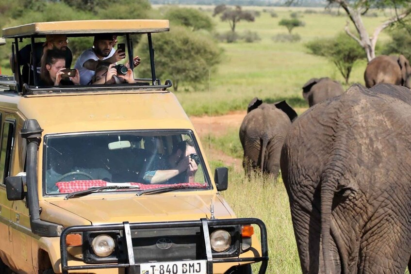 Picture 3 for Activity Mikumi National park Day Trip from ZANZIBAR