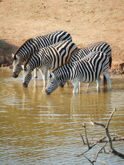 Picture 6 for Activity Mikumi National park Day Trip from ZANZIBAR