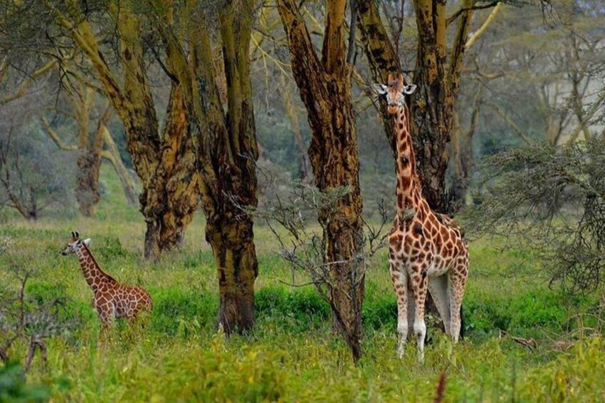 Picture 6 for Activity Amboseli 3 days / 2 nights safari from Nairobi