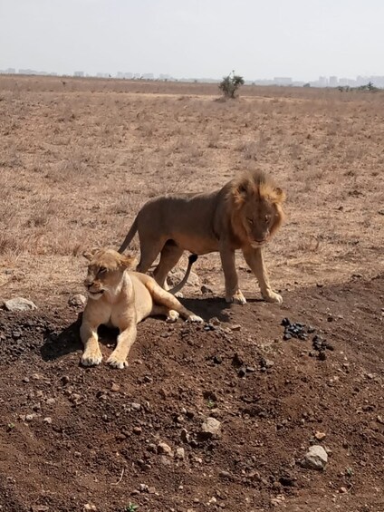 Picture 4 for Activity Amboseli 3 days / 2 nights safari from Nairobi