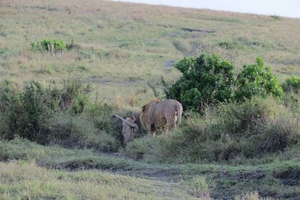 From Nairobi: 3-Day Masai Mara Wildebeest Safari Trip