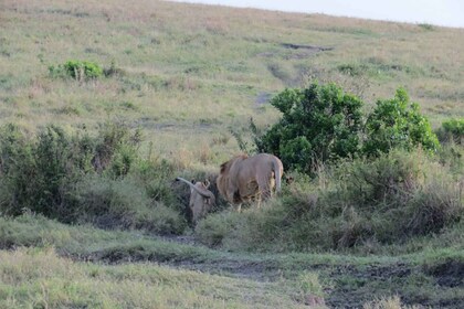 From Nairobi: 3-Day Masai Mara Wildebeest Safari Trip