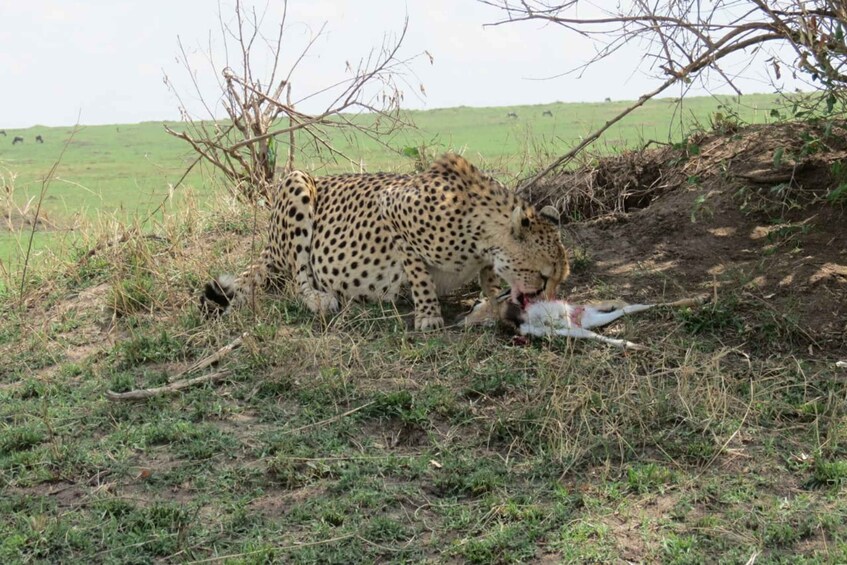 Picture 6 for Activity From Nairobi: 3-Day Masai Mara Wildebeest Safari Trip