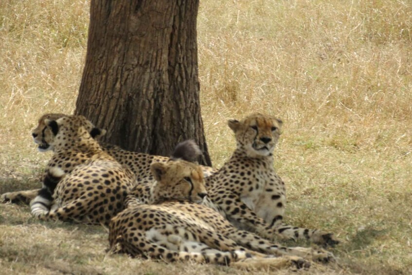 Picture 3 for Activity From Nairobi: 3-Day Masai Mara Wildebeest Safari Trip