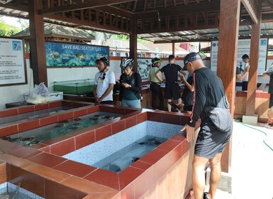 Sanur Village E-Bike Tour: with Turtle Sanctuary visit