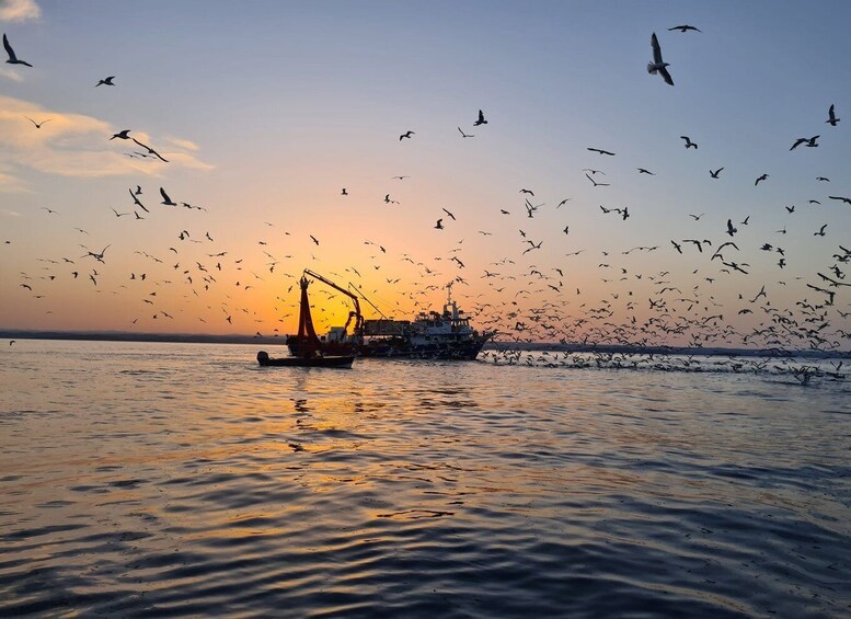 Picture 1 for Activity Vrsar: Dolphin Sunrise Adventure with Speedboat