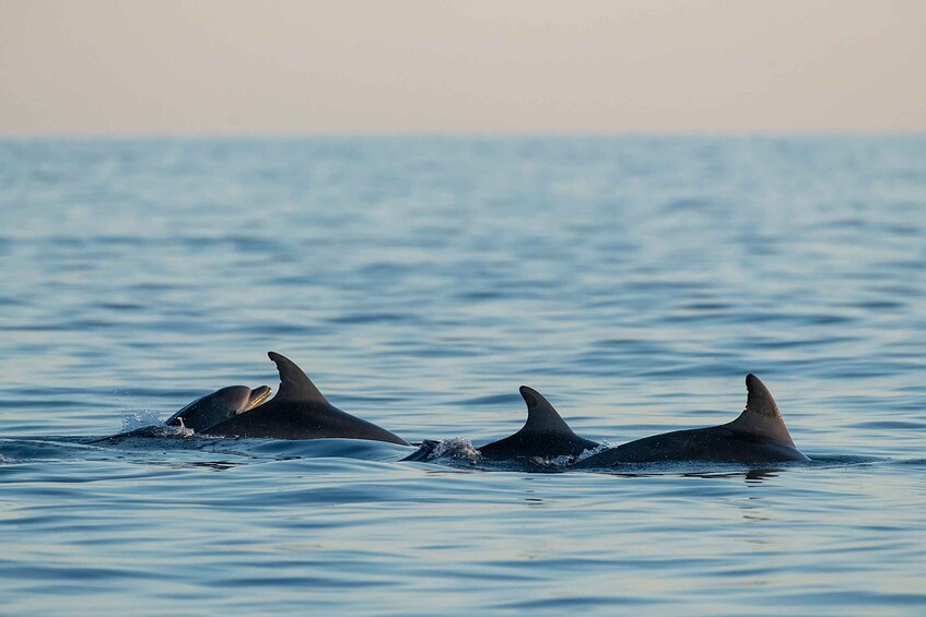 Picture 2 for Activity Vrsar: Dolphin Sunrise Adventure with Speedboat