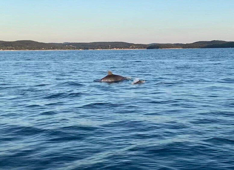 Picture 9 for Activity Vrsar: Dolphin Sunrise Adventure with Speedboat