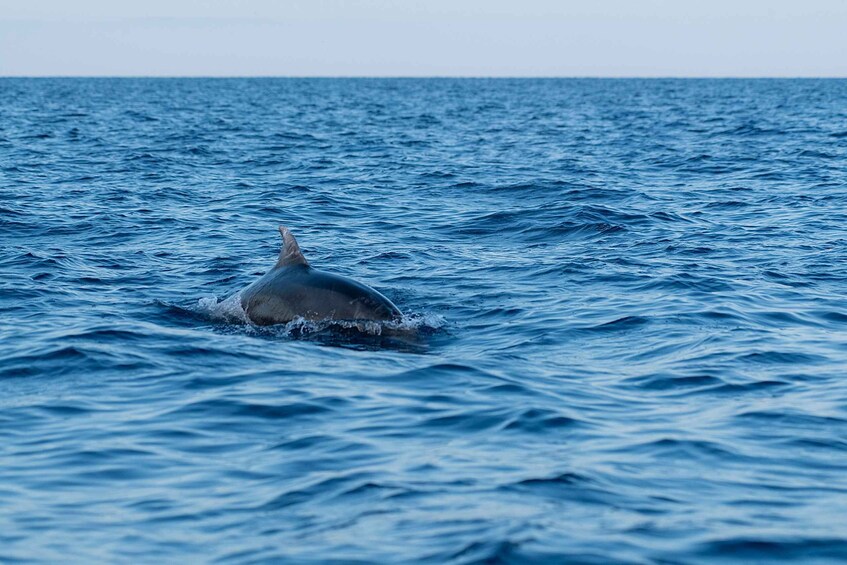 Picture 6 for Activity Vrsar: Dolphin Sunrise Adventure with Speedboat