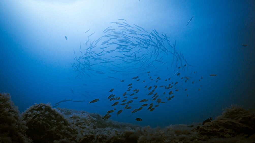 Picture 2 for Activity Fuerteventura: Introductory Dive in La Lajita with Pickup