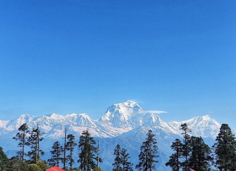 Picture 7 for Activity Annapurna View: Short trek to Poonhill-From Pokhara