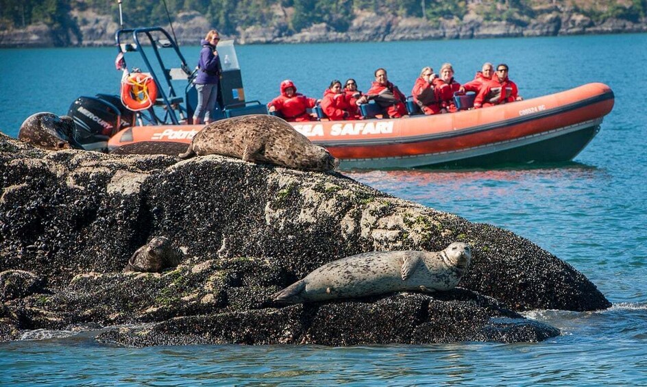 Picture 1 for Activity West Vancouver: Howe Sound and Bowen Speedboat Tour