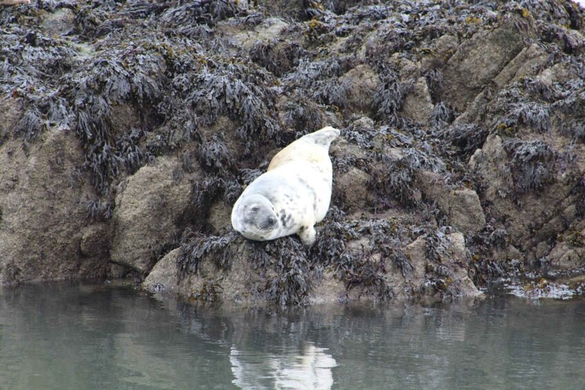 Picture 8 for Activity Queensferry: 1.5-Hour Maid of the Forth Sightseeing Cruise