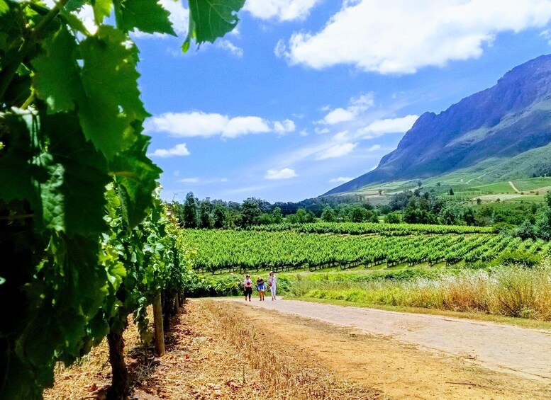 Picture 2 for Activity Stellenbosch: Dwarsrivier Summer Court Wine Walk