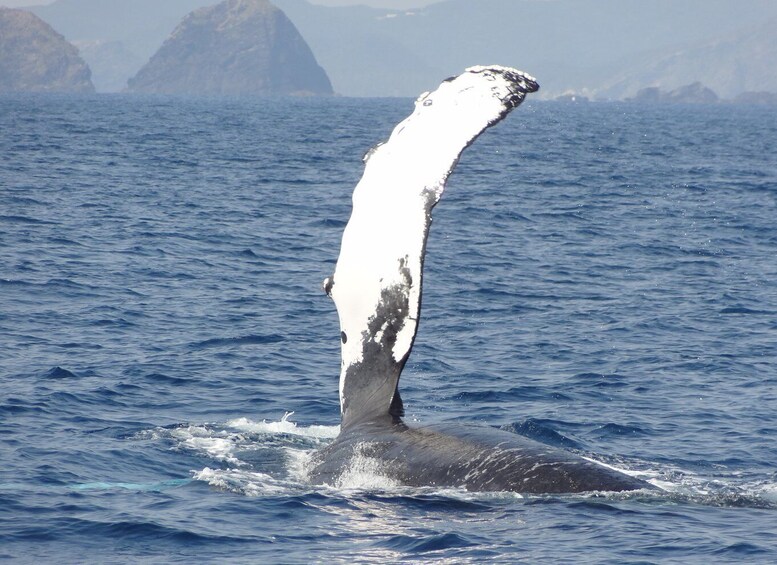 Picture 3 for Activity Whale watching tours departing from Naha