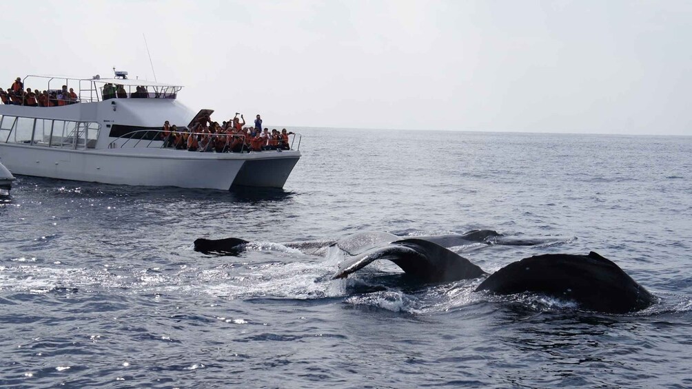 Picture 5 for Activity Whale watching tours departing from Naha