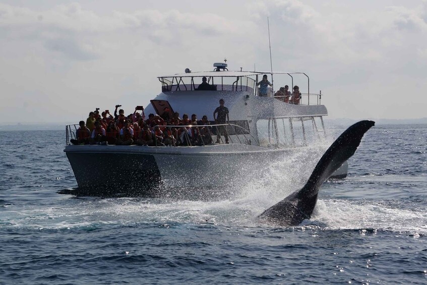 Picture 2 for Activity Whale watching tours departing from Naha