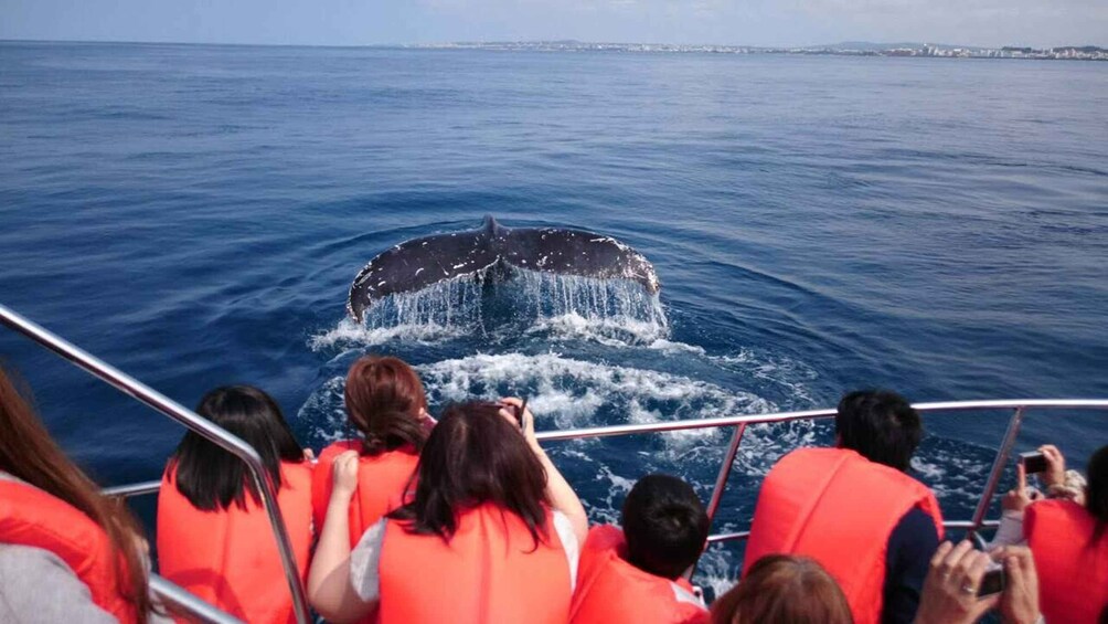 Picture 1 for Activity Whale watching tours departing from Naha