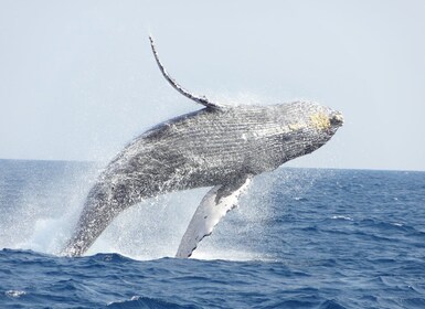 Whale watching tours departing from Naha