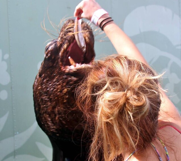 Picture 4 for Activity St. Thomas: Guided Sea Lion Encounter