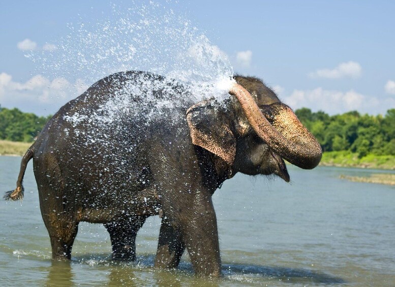 Picture 2 for Activity luxury Chitwan Jungle safari 4 days tour