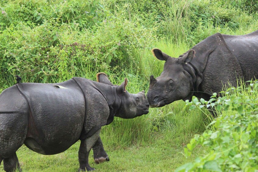 Picture 4 for Activity luxury Chitwan Jungle safari 4 days tour