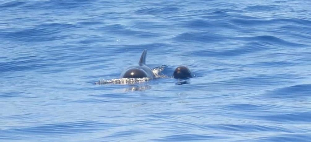 Picture 10 for Activity From Los Gigantes: Whale Watching Sailboat Cruise