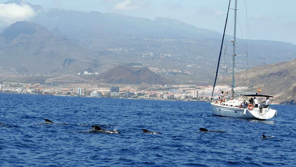Picture 1 for Activity From Los Gigantes: Whale Watching Sailboat Cruise