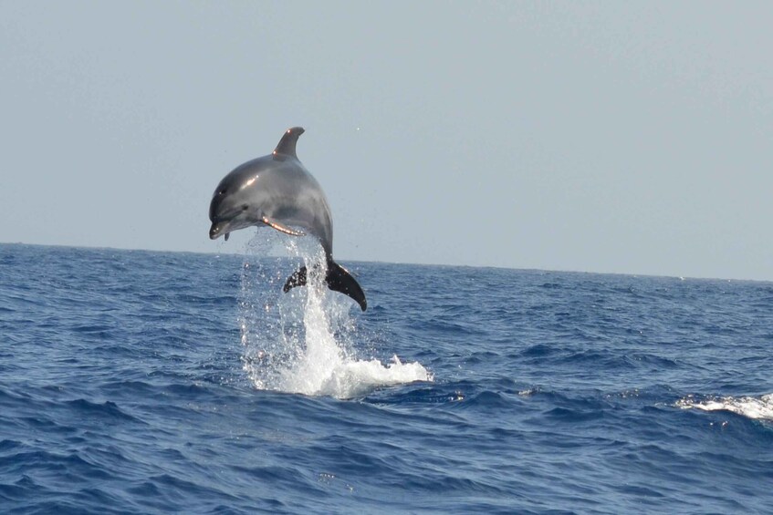 Picture 8 for Activity From Los Gigantes: Whale Watching Sailboat Cruise