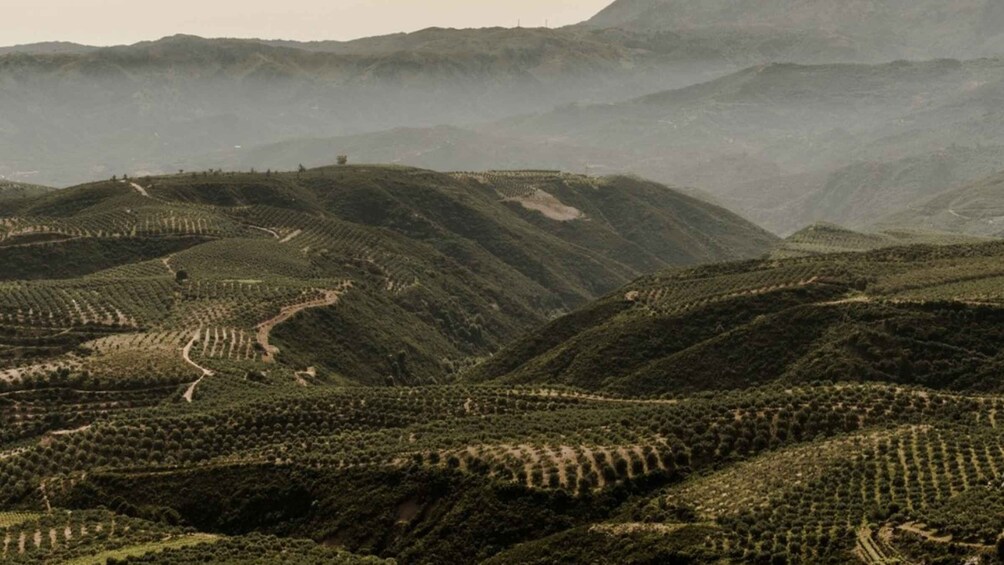 Picture 9 for Activity Chania Luxury Jeep Safaris: Manousakis Vineyard & Winery