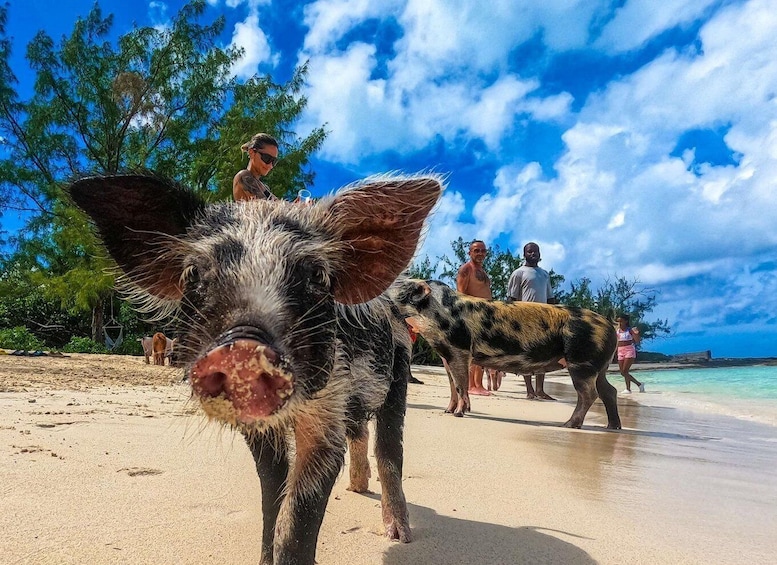 Picture 7 for Activity Nassau: Athol Island Swimming Pigs and Snorkeling Group Tour