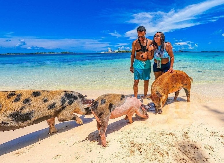 Picture 11 for Activity Nassau: Athol Island Swimming Pigs and Snorkeling Group Tour