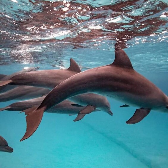 Picture 4 for Activity Mnemba Island: Dolphin Tour And Snorkeling at Mnemba Island.