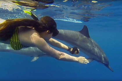 Mnemba Island: Dolphin Tour And Snorkelling at Mnemba Island.
