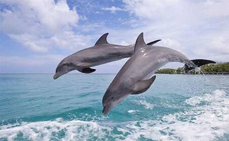 Mnemba Island: Dolphin Tour And Snorkeling at Mnemba Island.