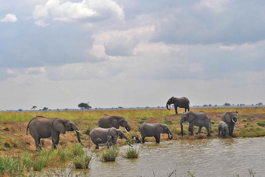 Picture 1 for Activity 1 day trip Mikumi National Park