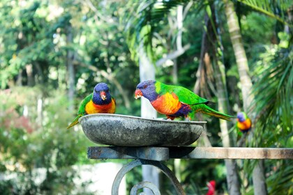 Bali Bird Park 1-Day Admission Ticket